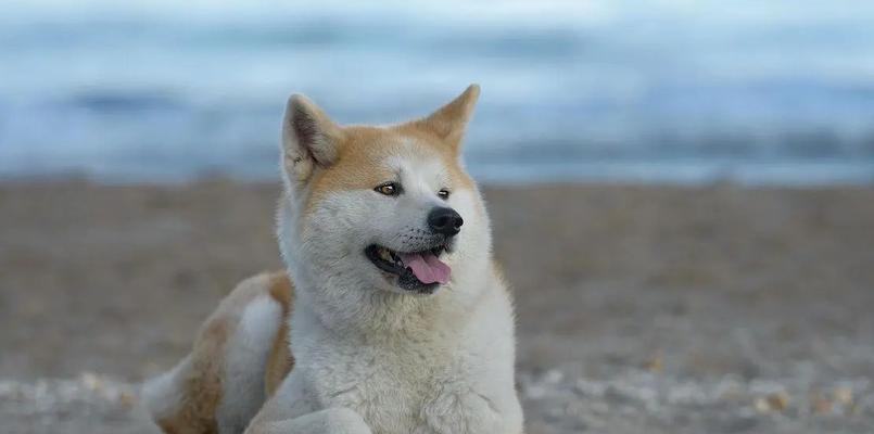 如何科学饲养你的柴犬（让你的柴犬健康快乐成长）