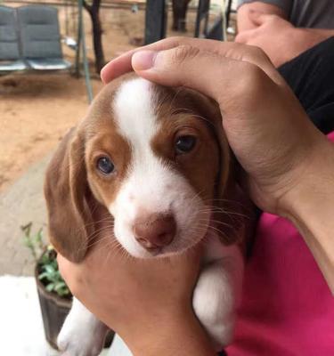 比格犬的饲养指南（以宠物为主，打造健康快乐的比格犬生活）