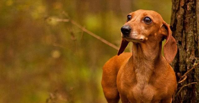 腊肠犬饲养方法（为您的宠物提供最好的关怀）