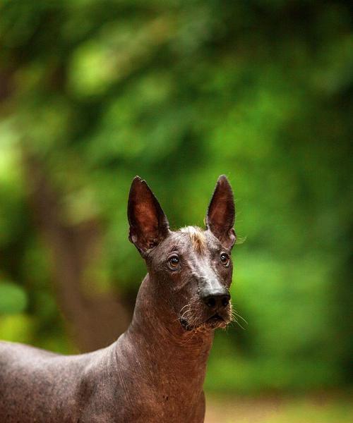 墨西哥无毛犬的饲养指南（以宠物为主，了解墨西哥无毛犬的喜好、需求和养护方法）