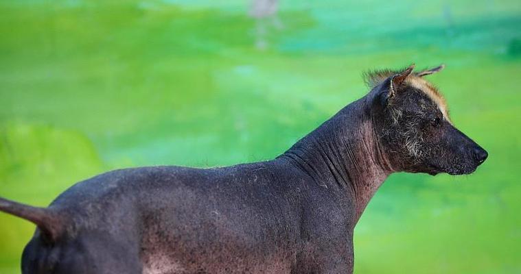 墨西哥无毛犬的饲养指南（以宠物为主，了解墨西哥无毛犬的喜好、需求和养护方法）