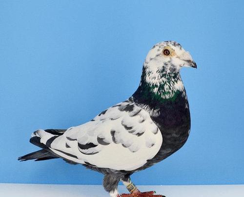 美国飞行鸽饲养技巧（以宠物为主，从小白变专家）