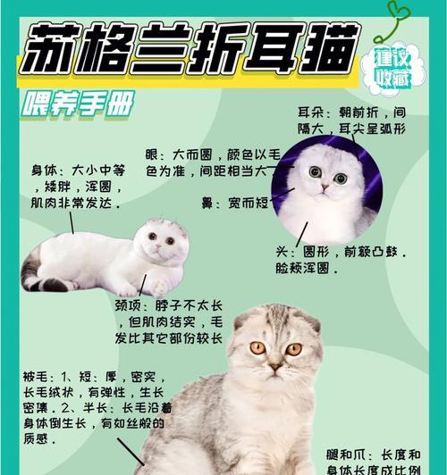 如何养护苏格兰折耳猫？（从喂养到健康，关注猫咪细节，让宠物幸福健康）