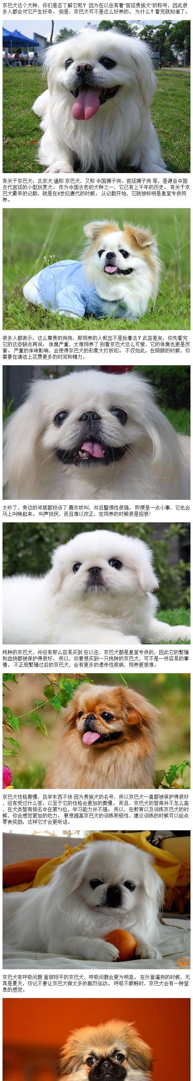 京巴犬饲养指南（详解如何照顾您的京巴犬）