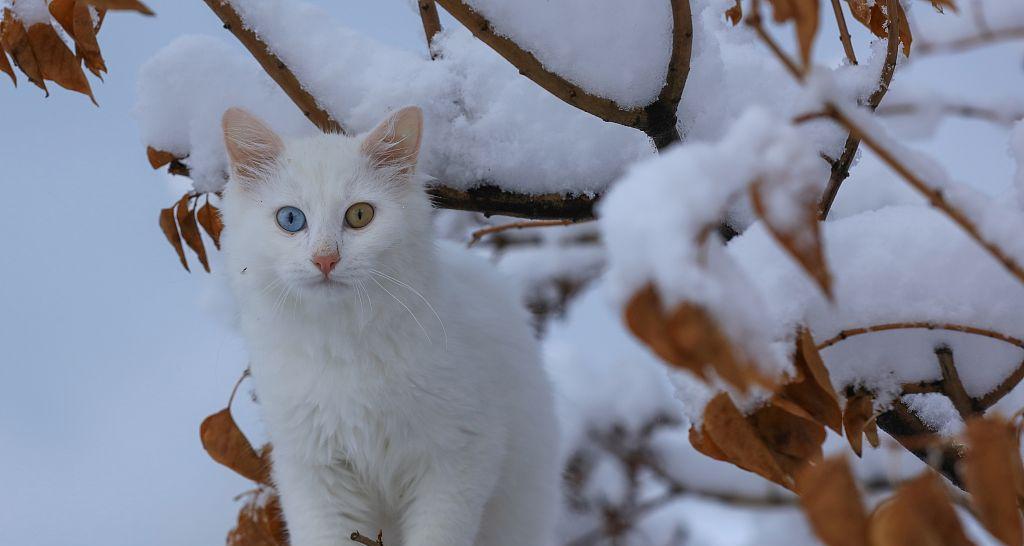 土耳其梵猫的饲养方法（养一只健康、快乐的土耳其梵猫，这些饲养方法你需要知道）