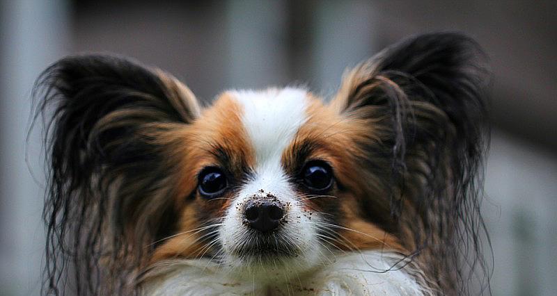 如何科学饲养蝴蝶犬（一只快乐健康的宠物的饲养方法）