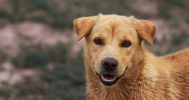 中华田园犬饲养全攻略（从喂养到训练，打造健康快乐的宠物生活）