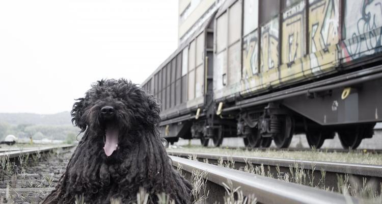 葡萄牙水犬的饲养全指南（从喂养到训练，做一个优秀的宠物主人）