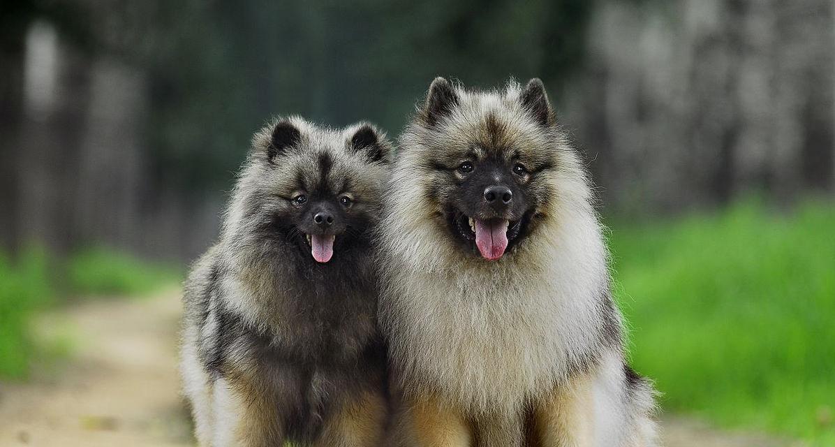 荷兰毛狮犬的饲养方法（打造最佳宠物生活）