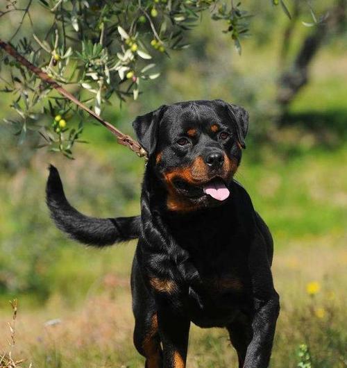 养罗威纳犬的必要知识（了解罗威纳犬的特点及饲养技巧）