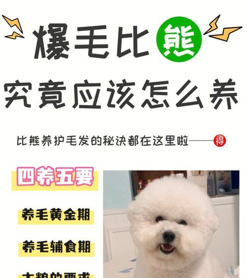 卷毛比熊的养护指南（让你的比熊宠物健康快乐成长）