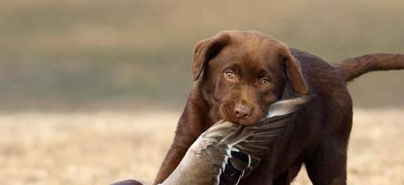 以拉布拉多猎犬为宠物的饲养方法（从选择、喂养、训练到照顾，让你成为理想的拉布拉多主人）