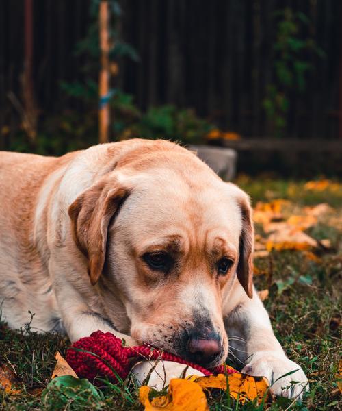 以拉布拉多猎犬为宠物的饲养方法（从选择、喂养、训练到照顾，让你成为理想的拉布拉多主人）