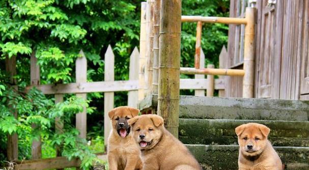 中华田园犬的饲养指南（宠物家庭必备，打造幸福家庭生活）