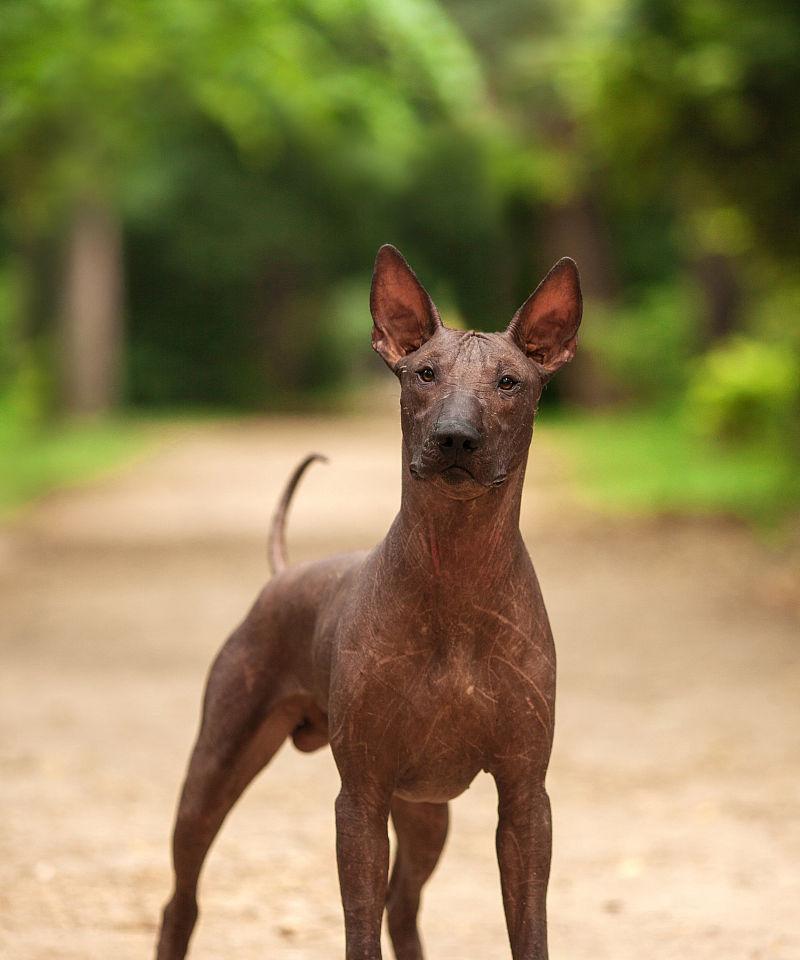 墨西哥无毛犬的饲养方法（以宠物为主的养犬指南）