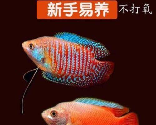 黄曼龙鱼的全面饲养指南（养龙鱼也能轻松愉悦，这些方法让你不再为饲养烦恼！）