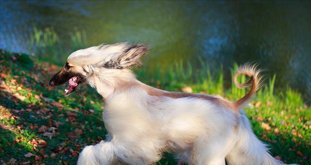 如何饲养乞沙比克猎犬？（宠物犬的选择、饲养环境、饮食安排、训练方法、医疗保健等）