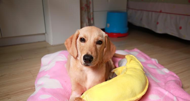 拉布拉多寻回犬的饲养方法（以宠物为主，打造快乐家庭）