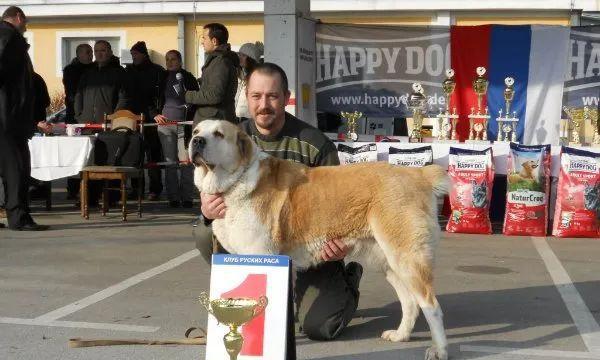 如何正确饲养中亚牧羊犬（了解中亚牧羊犬的性格和饲养要点，让它成为你的忠实伴侣）