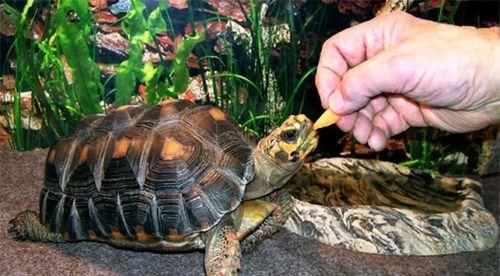 樱桃红腿陆龟的全面饲养指南（以宠物为主，助你打造一个健康快乐的樱桃红腿陆龟家庭）