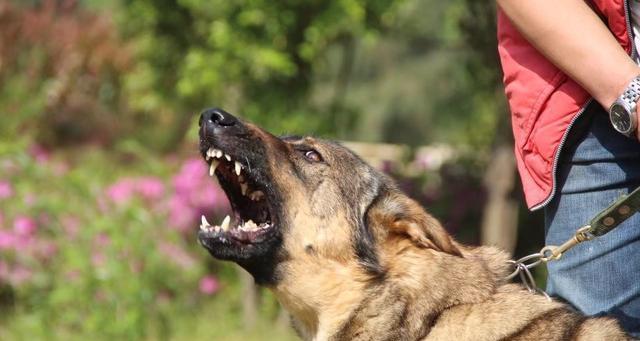 中国昆明犬的饲养全攻略（从喂食到训练，打造健康快乐的宠物生活）