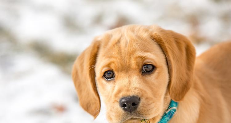 拉布拉多猎犬的饲养方法（养犬必备知识，做一个负责任的宠物主人）