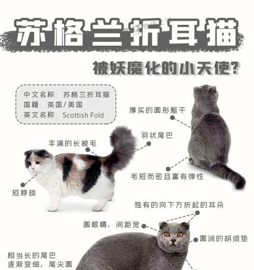 如何正确饲养苏格兰折耳猫（做好宠物猫的喂养、清洁、训练及疾病预防工作）