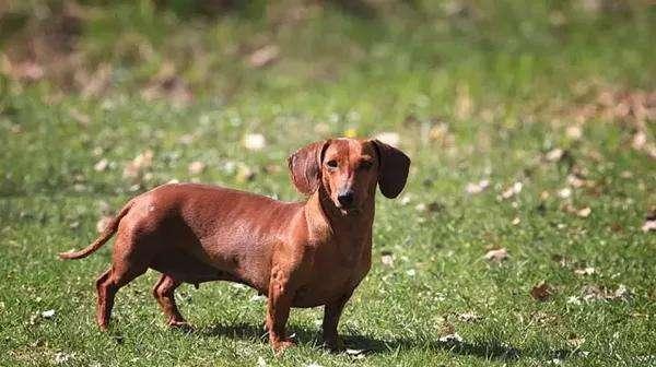 腊肠犬掉毛原因及解决方法（了解腊肠犬的毛发特点，让掉毛不再困扰）