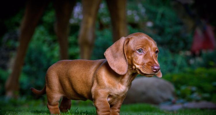 腊肠犬之多样化品种（从外形、毛色、身材三方面，探究腊肠犬的多样化特点）