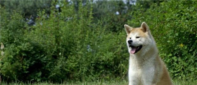 日本秋田犬——好养的宠物选择（了解秋田犬养护细节，享受宠物养殖之乐）