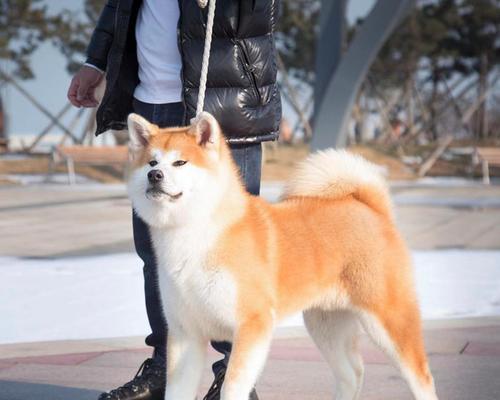 日本秋田犬——好养的宠物选择（了解秋田犬养护细节，享受宠物养殖之乐）