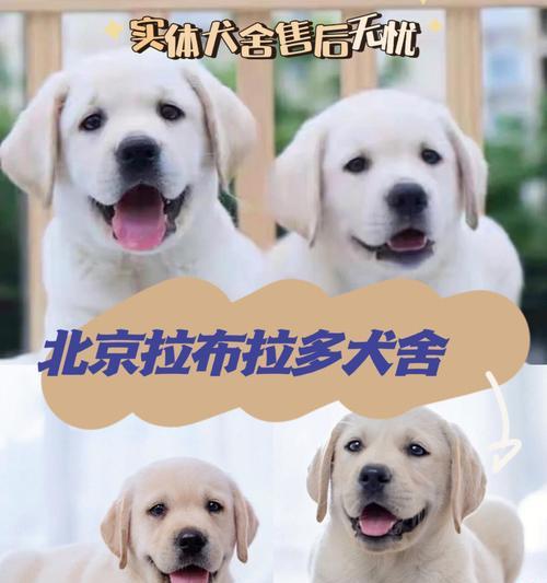 如何选择同窝中最适合你的幼犬？（以宠物为主的挑选方法，让你不再纠结）