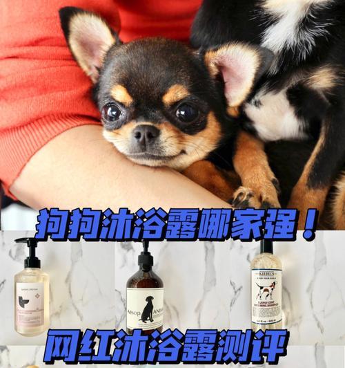 如何给宠物狗狗洗澡？（正确洗澡方法让你的狗狗更健康）