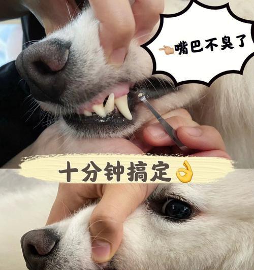 狗狗健康牙齿全攻略（宠物主人必看，打造健康明亮的犬齿）