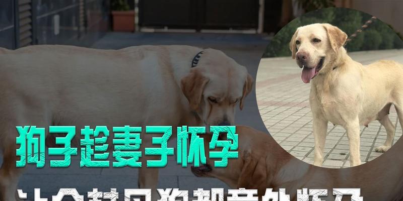 狗儿为何会做坏事？（探究宠物犬行为背后的原因与解决之道）