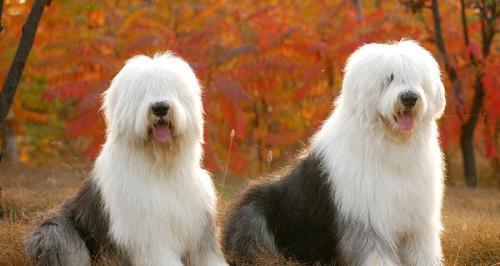 探究古牧犬的身高体重特征（从宠物角度出发，了解这种优秀犬种的基本信息）