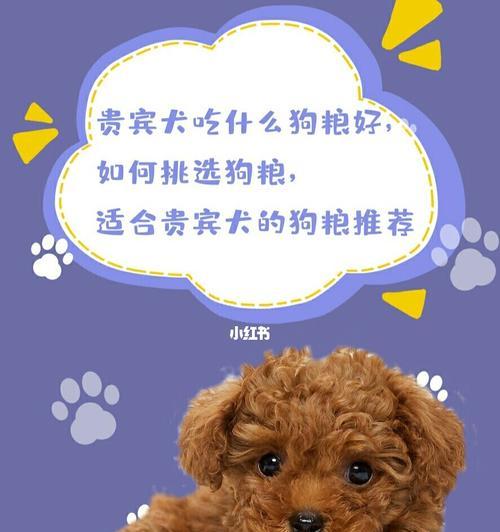 如何为贵宾犬提供健康饮食（以贵宾犬吃什么好为重点，让宠物健康成长）