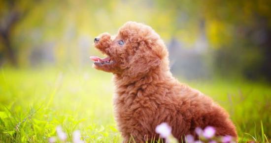 贵宾犬饮食的注意事项、狗肉是否适合贵宾犬食用、如何给贵宾犬补充营养？