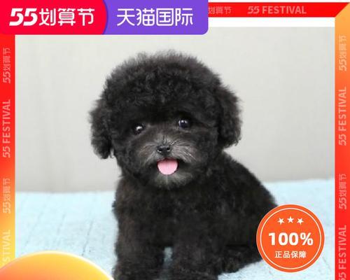 贵宾犬寿命有多长？（以宠物为主，探究贵宾犬的生命周期）