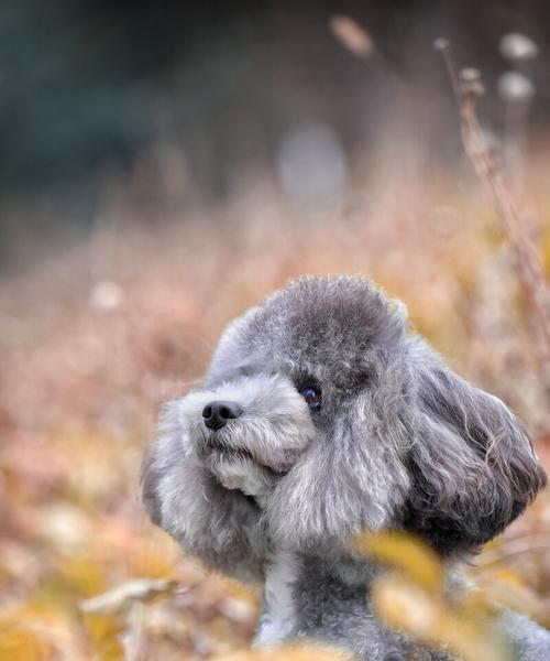 贵宾犬的成长与发展（探究贵宾犬的体型、寿命及其他生理特征）