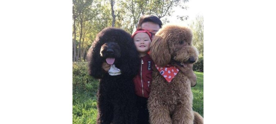 贵宾犬饲养指南（打造快乐健康的贵宾犬生活）