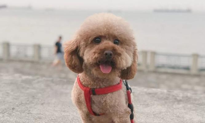 贵宾犬的特点排名（探索贵宾犬的品种特点，为你选择合适的宠物提供帮助）