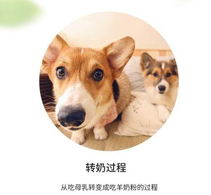 科学合理的贵宾犬营养配方（为您的爱宠提供全面健康的饮食）