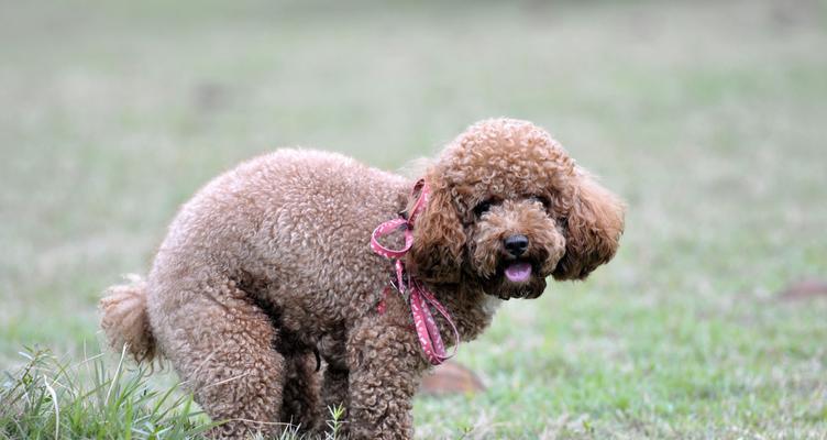 让您的爱犬拥有健康亮丽的外表（让您的爱犬拥有健康亮丽的外表）