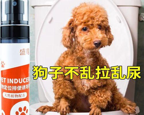 贵宾犬大小便训练方法剖析（让你的贵宾犬告别大小便难题，教你科学训练）