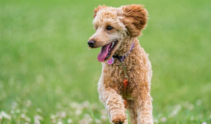 贵宾犬的养护（宠物狗的健康生活）