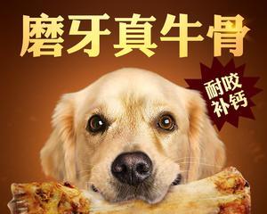 贵宾犬能否吃骨头？（探究贵宾犬饮食健康的秘密，解析骨头是否适合贵宾犬）