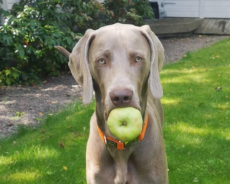 贵宾犬能吃苹果吗？—详解贵宾犬对苹果的适宜性（了解贵宾犬的饮食需求和苹果的营养价值）