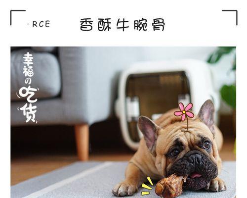 贵宾犬能否啃骨头？（一探究竟，为宠物健康着想）