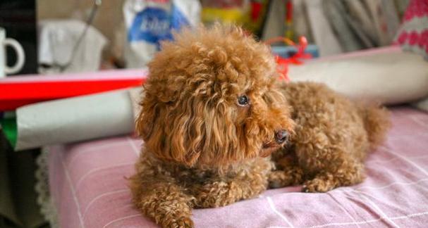 如何为你的宠物贵宾犬进行疫苗注射（全面解析贵宾犬疫苗接种必备知识）